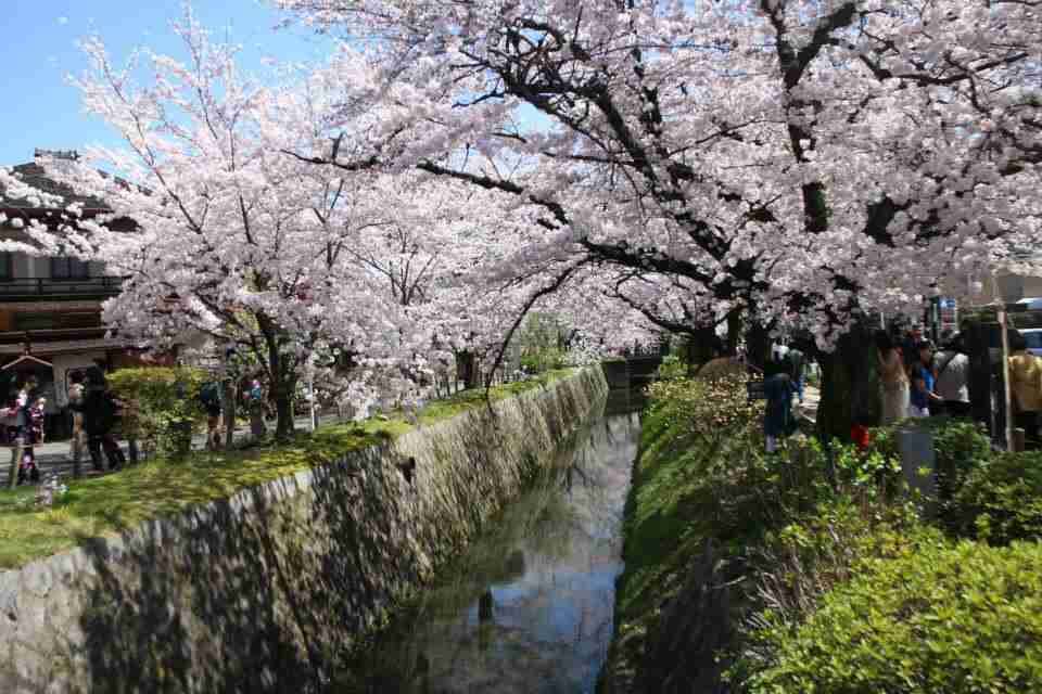 今年撮れた桜の写真「とっておきの一枚」♡