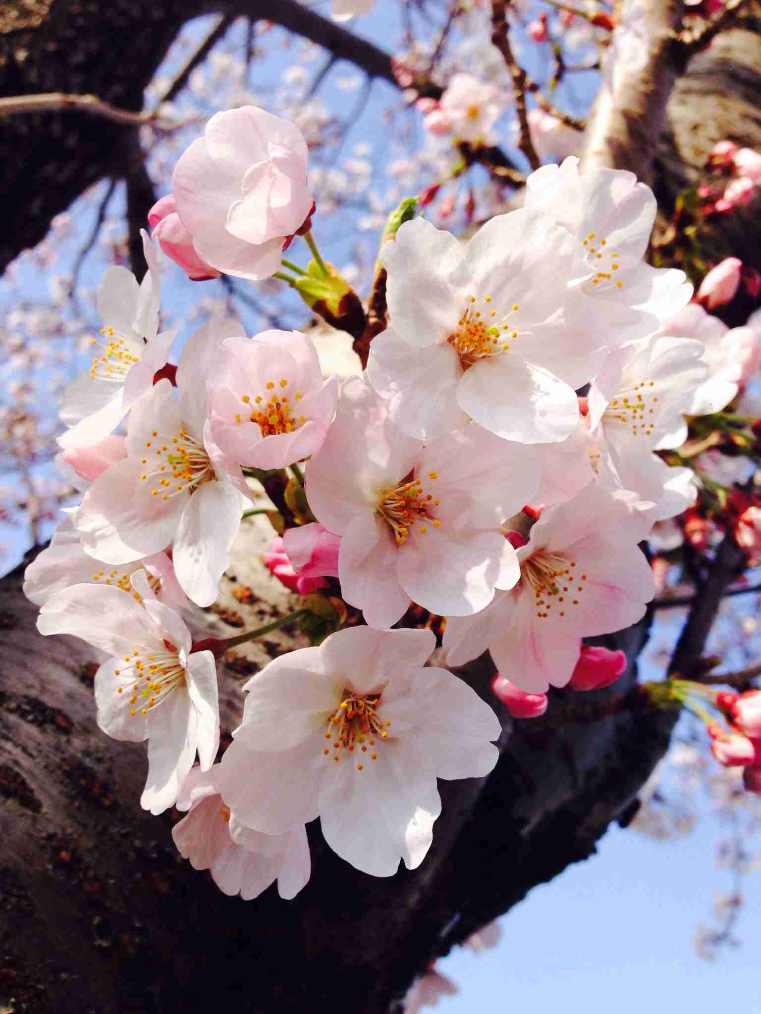 今年撮れた桜の写真「とっておきの一枚」♡