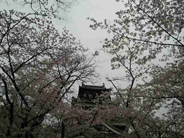 今年撮れた桜の写真「とっておきの一枚」♡