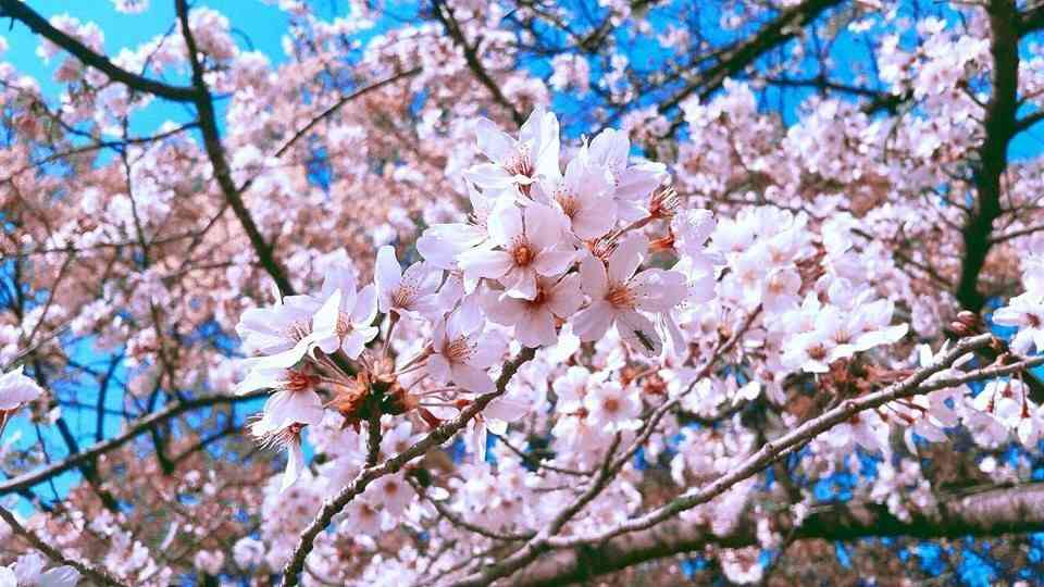 今年撮れた桜の写真「とっておきの一枚」♡