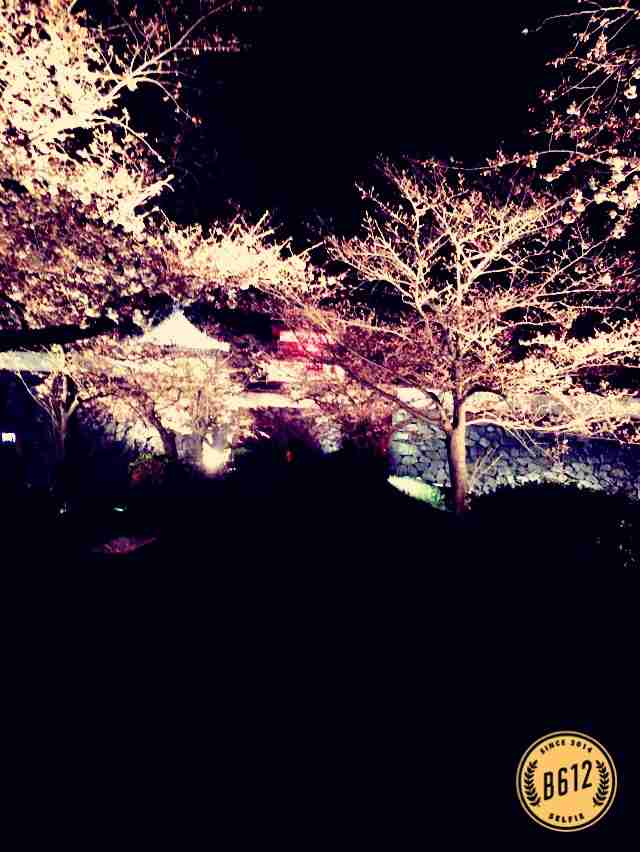 今年撮れた桜の写真「とっておきの一枚」♡