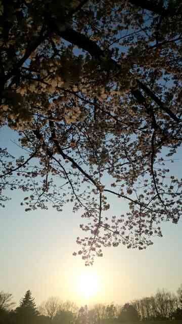 今年撮れた桜の写真「とっておきの一枚」♡