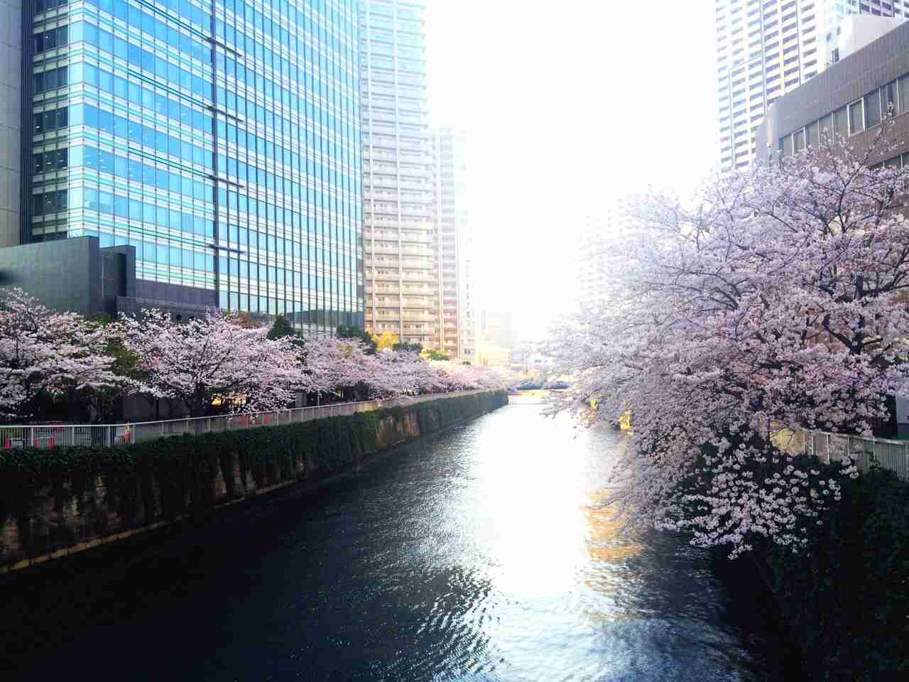 今年撮れた桜の写真「とっておきの一枚」♡