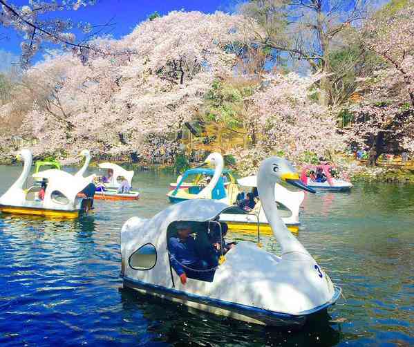 今年撮れた桜の写真「とっておきの一枚」♡