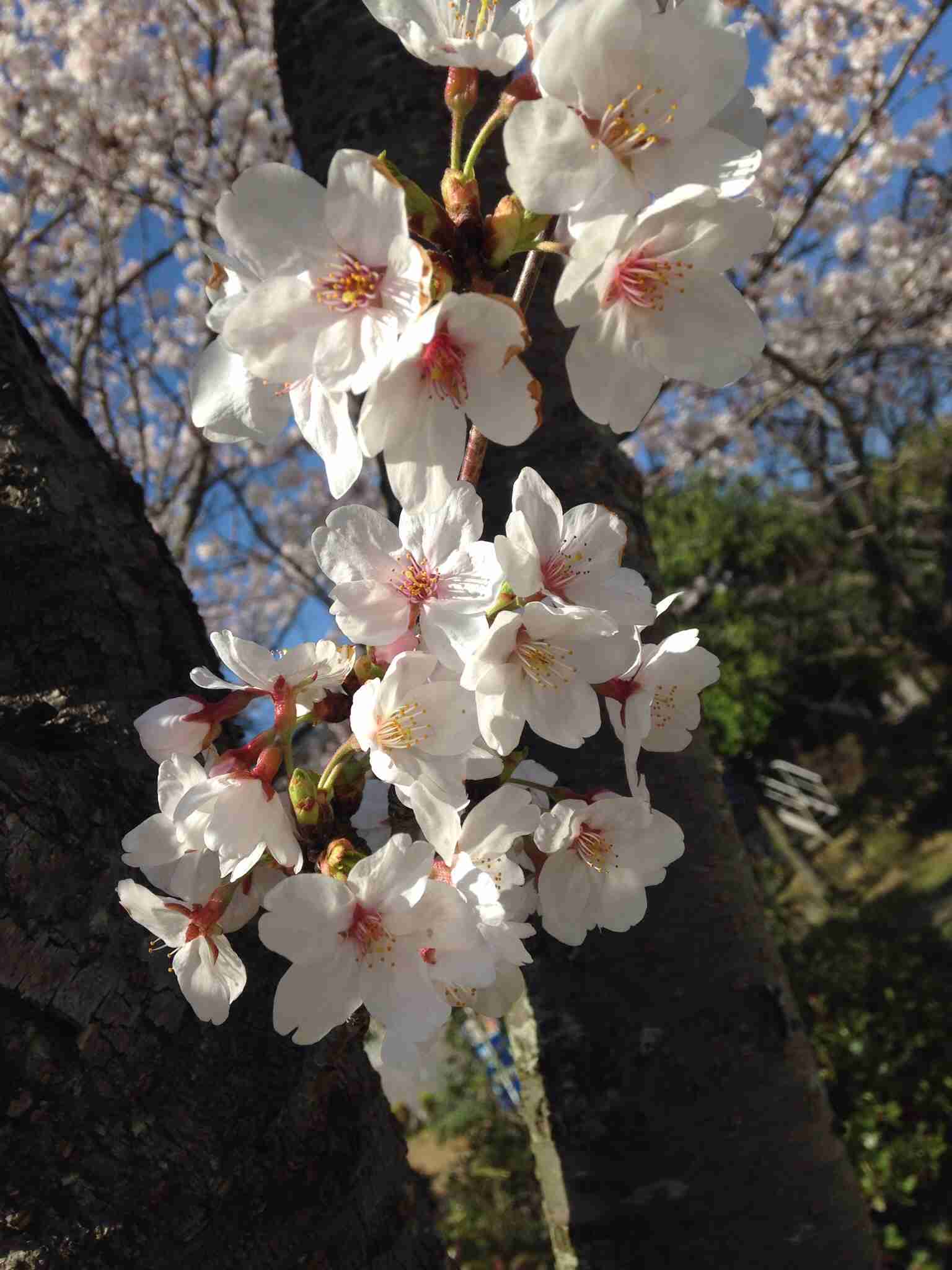 今年撮れた桜の写真「とっておきの一枚」♡