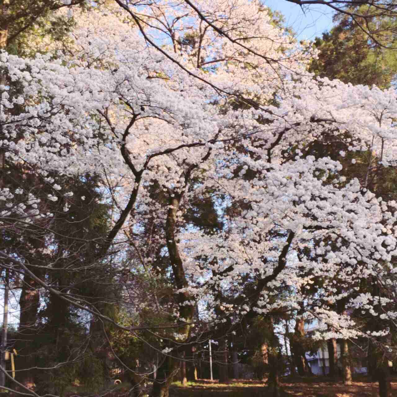 今年撮れた桜の写真「とっておきの一枚」♡