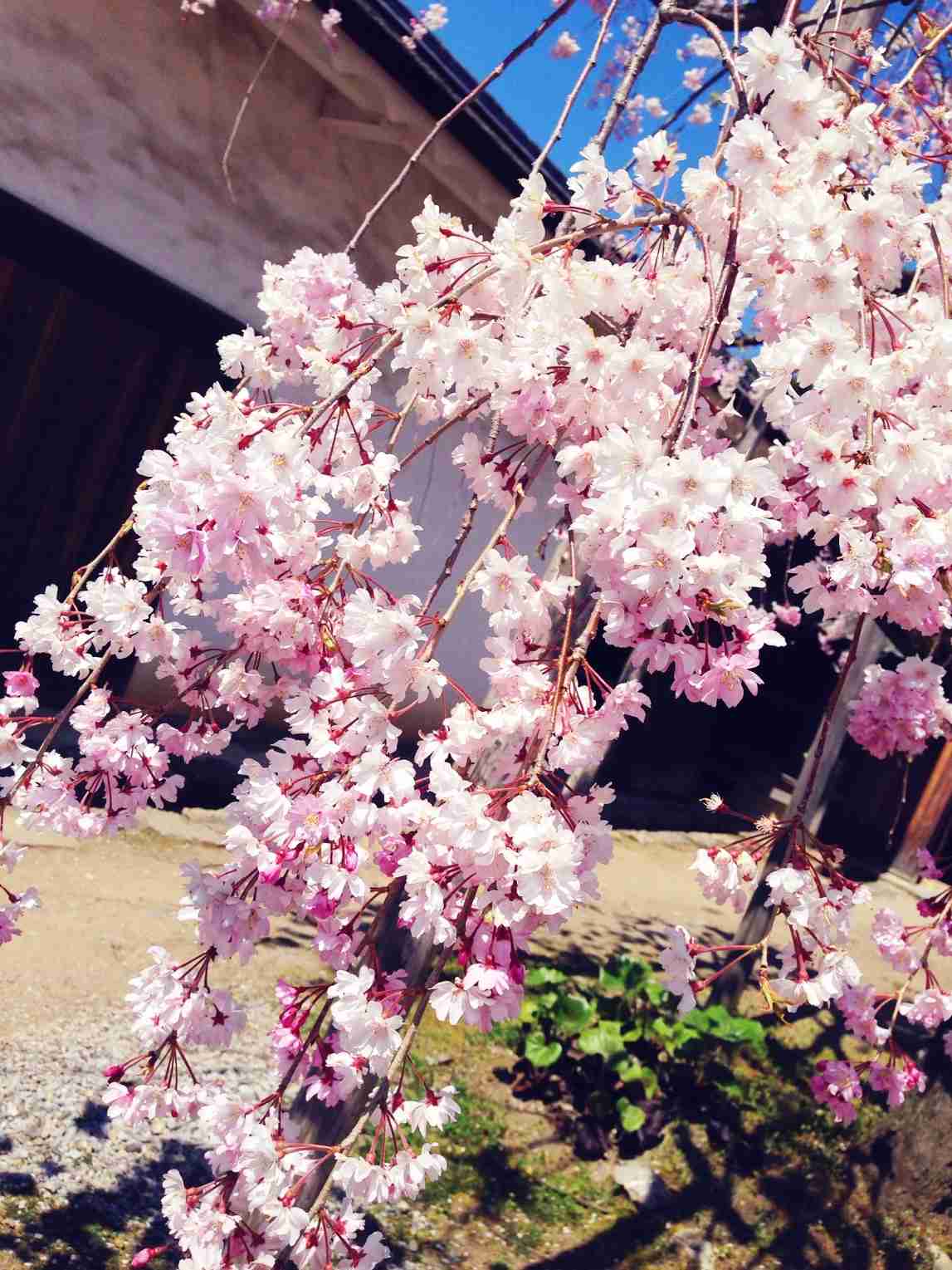 今年撮れた桜の写真「とっておきの一枚」♡