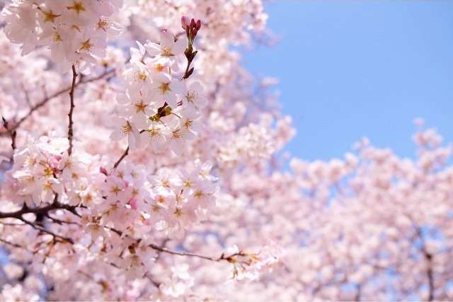 今年撮れた桜の写真「とっておきの一枚」♡