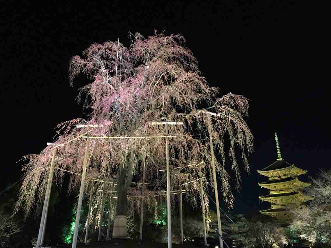 今年撮れた桜の写真「とっておきの一枚」♡