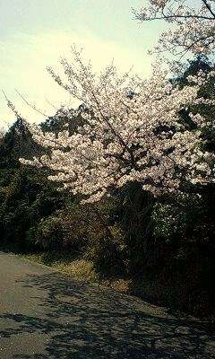 今年撮れた桜の写真「とっておきの一枚」♡