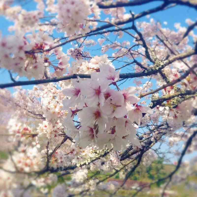 今年撮れた桜の写真「とっておきの一枚」♡