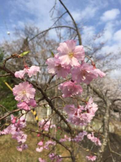 今年撮れた桜の写真「とっておきの一枚」♡
