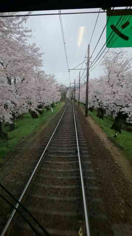 今年撮れた桜の写真「とっておきの一枚」♡