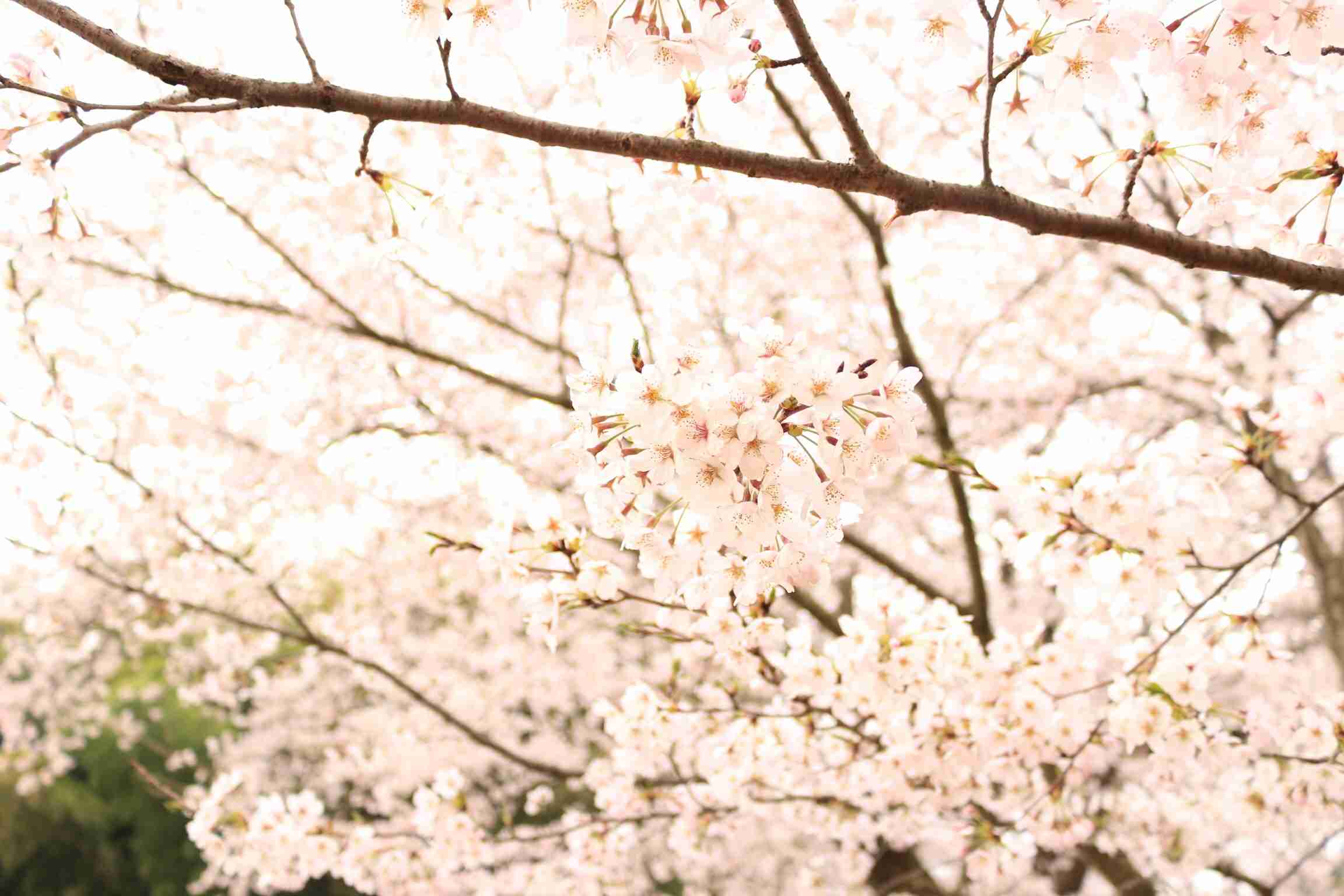 今年撮れた桜の写真「とっておきの一枚」♡