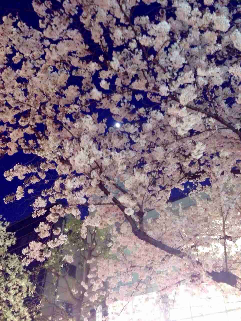 今年撮れた桜の写真「とっておきの一枚」♡