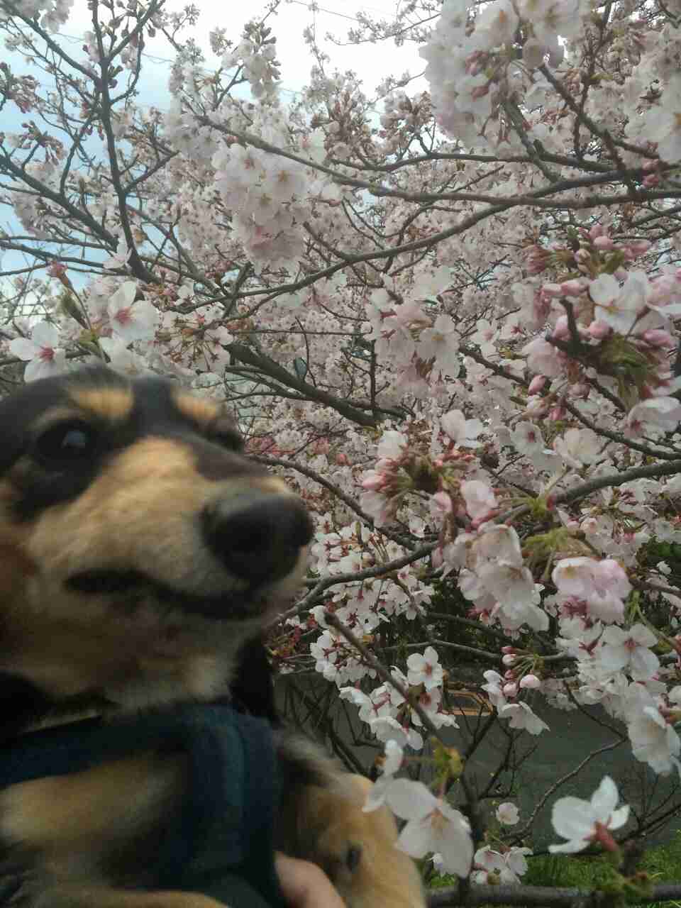 今年撮れた桜の写真「とっておきの一枚」♡