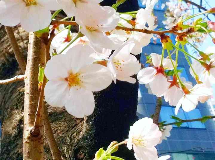 今年撮れた桜の写真「とっておきの一枚」♡