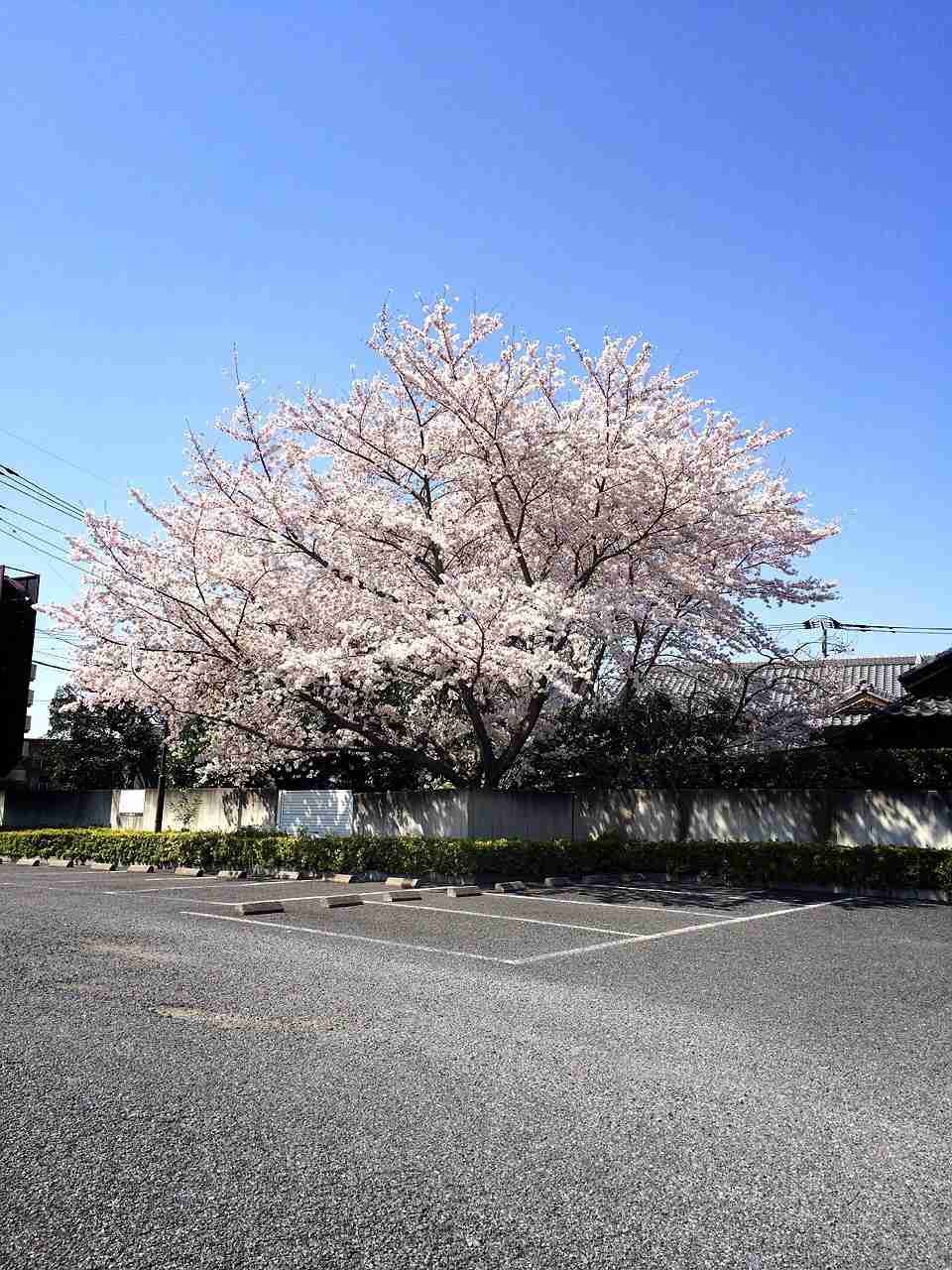 今年撮れた桜の写真「とっておきの一枚」♡