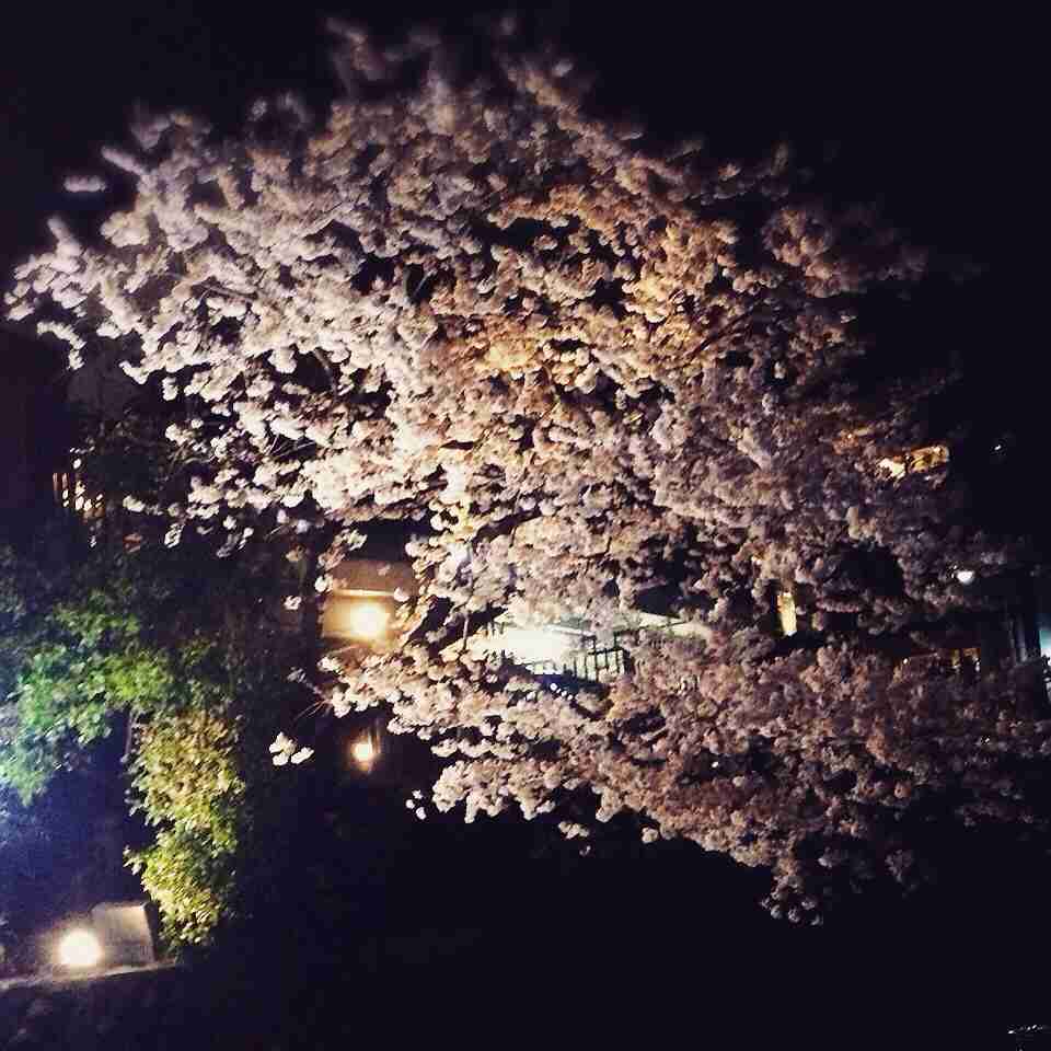 今年撮れた桜の写真「とっておきの一枚」♡