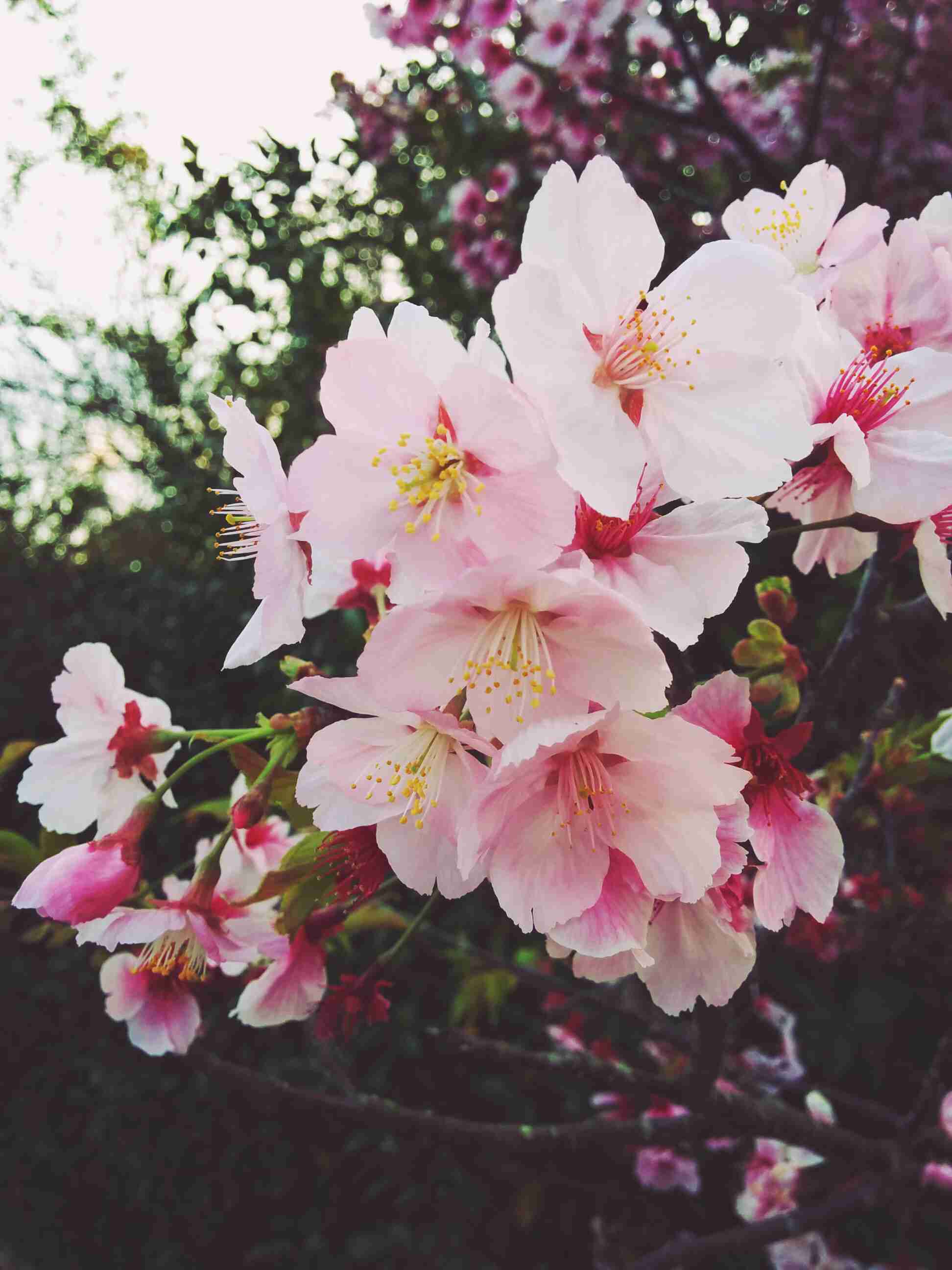 今年撮れた桜の写真「とっておきの一枚」♡
