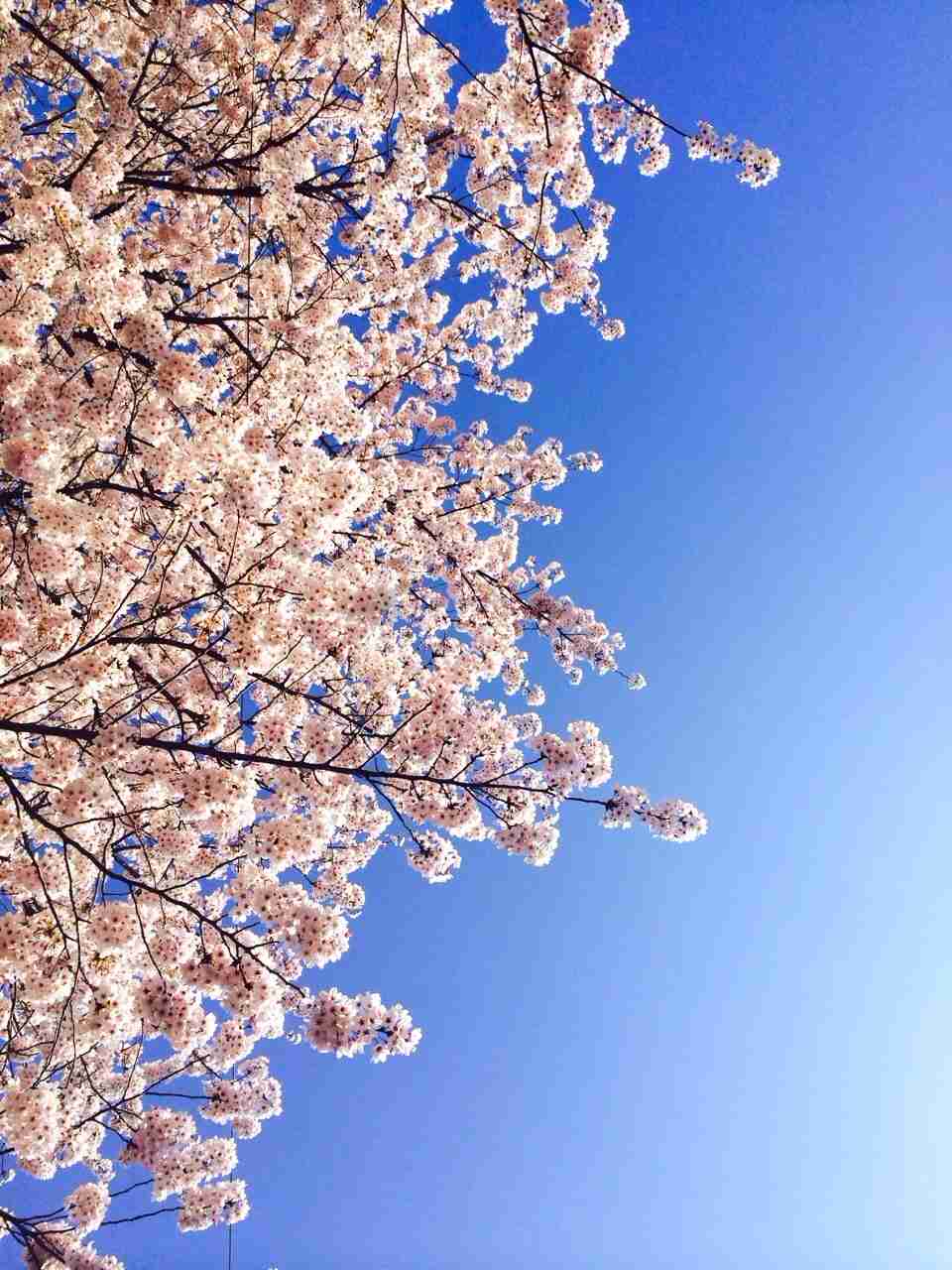 今年撮れた桜の写真「とっておきの一枚」♡