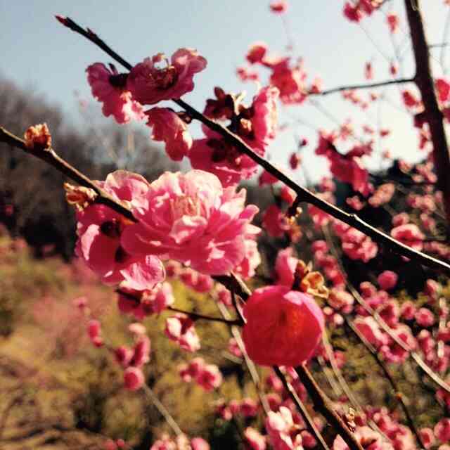 今年撮れた桜の写真「とっておきの一枚」♡