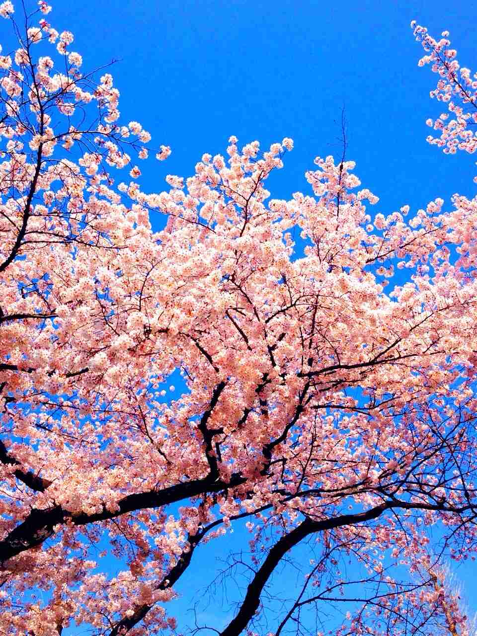今年撮れた桜の写真「とっておきの一枚」♡