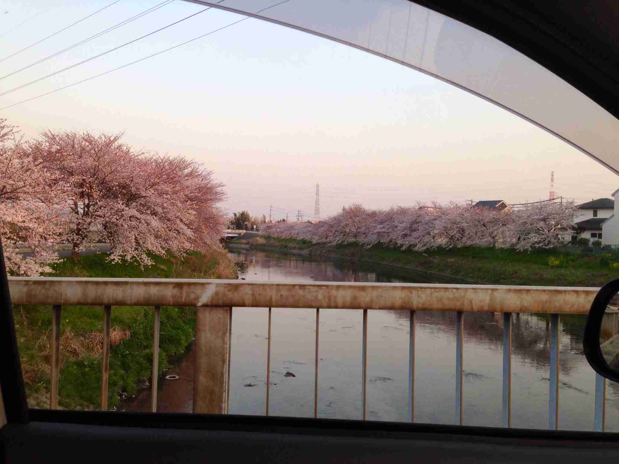 今年撮れた桜の写真「とっておきの一枚」♡