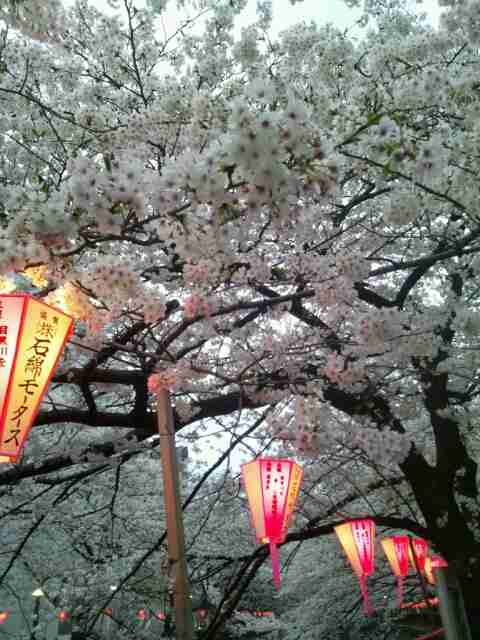 今年撮れた桜の写真「とっておきの一枚」♡