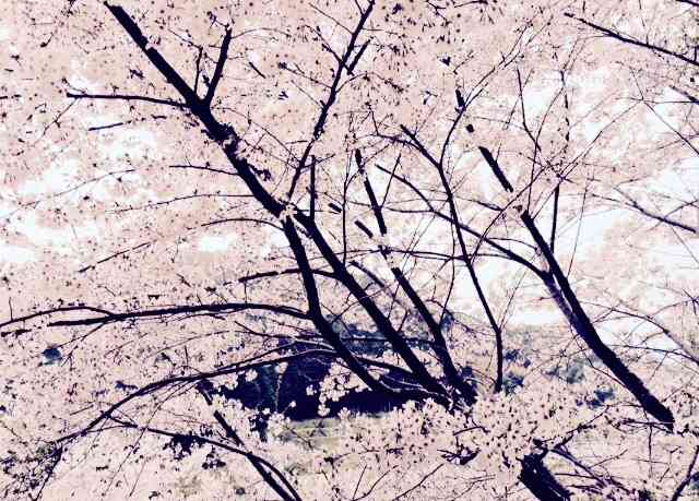 今年撮れた桜の写真「とっておきの一枚」♡