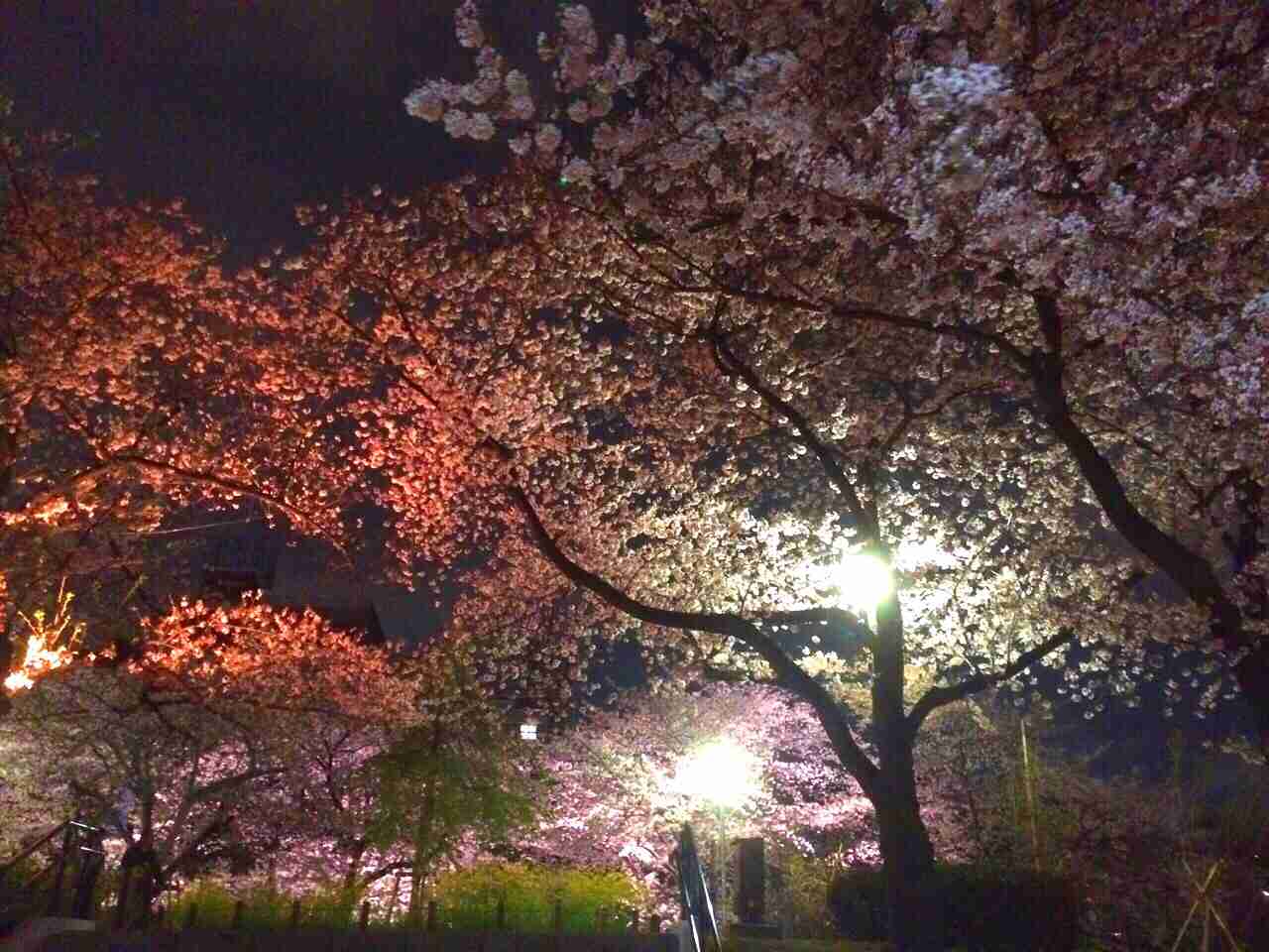 今年撮れた桜の写真「とっておきの一枚」♡