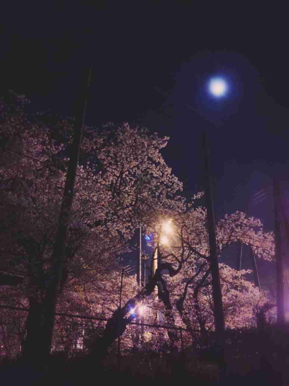 今年撮れた桜の写真「とっておきの一枚」♡