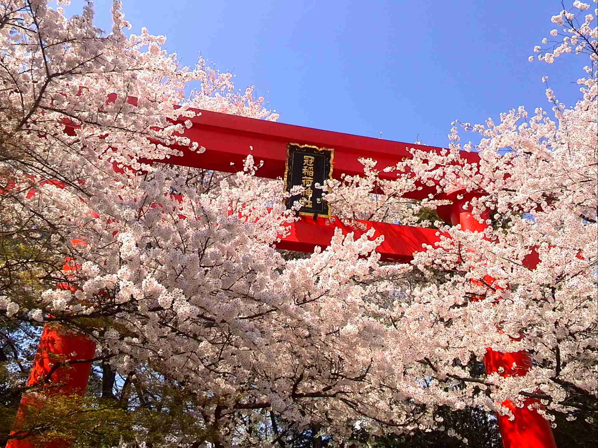 今年撮れた桜の写真「とっておきの一枚」♡