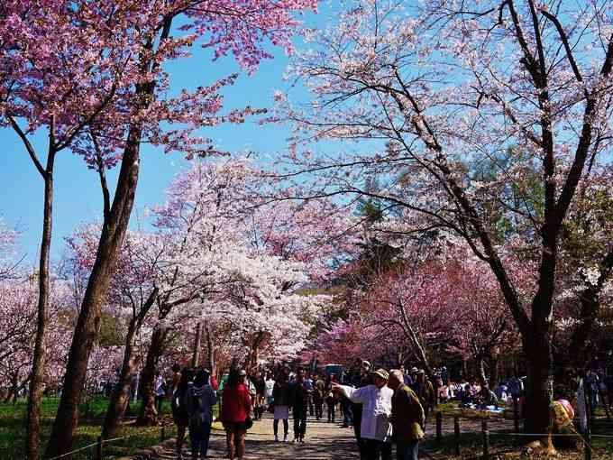 今年撮れた桜の写真「とっておきの一枚」♡
