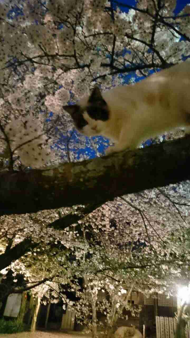 今年撮れた桜の写真「とっておきの一枚」♡