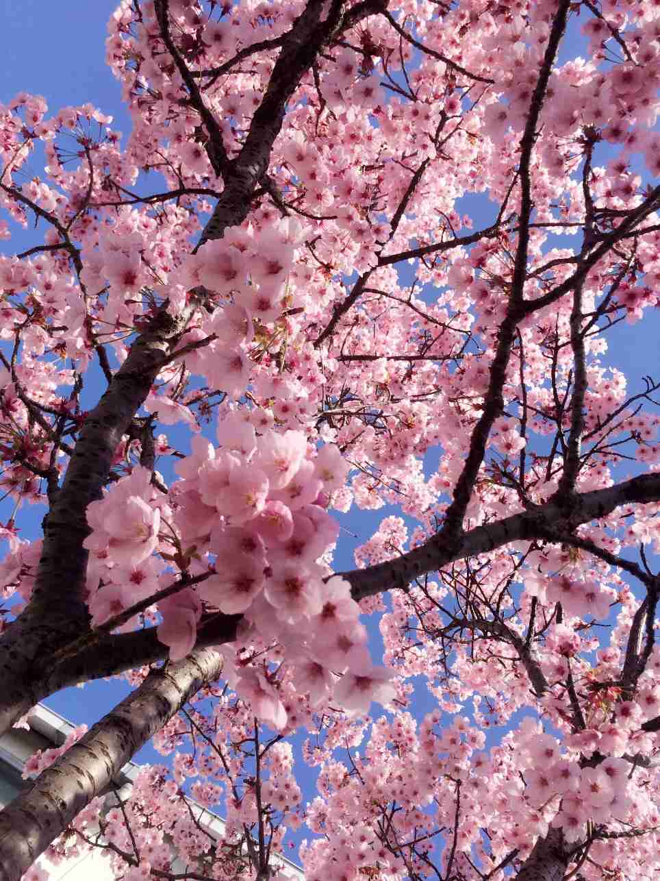 今年撮れた桜の写真「とっておきの一枚」♡