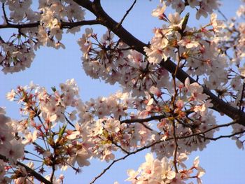 今年撮れた桜の写真「とっておきの一枚」♡