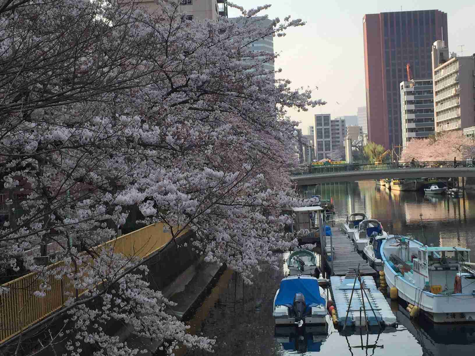今年撮れた桜の写真「とっておきの一枚」♡