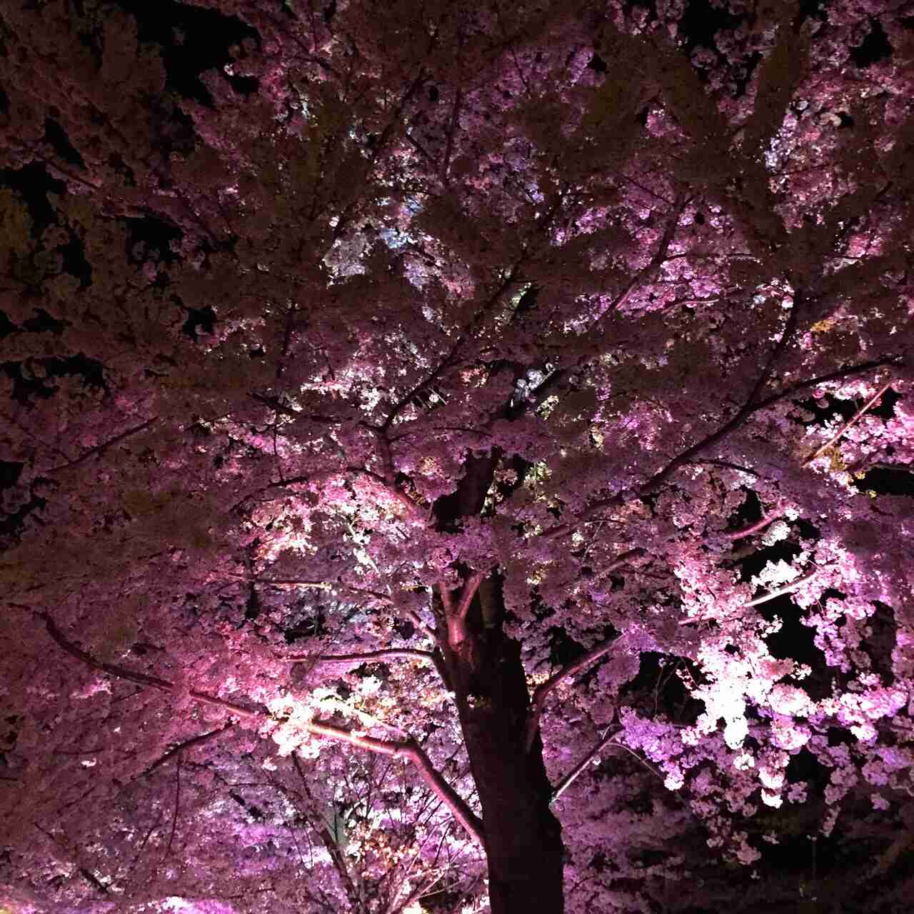 今年撮れた桜の写真「とっておきの一枚」♡