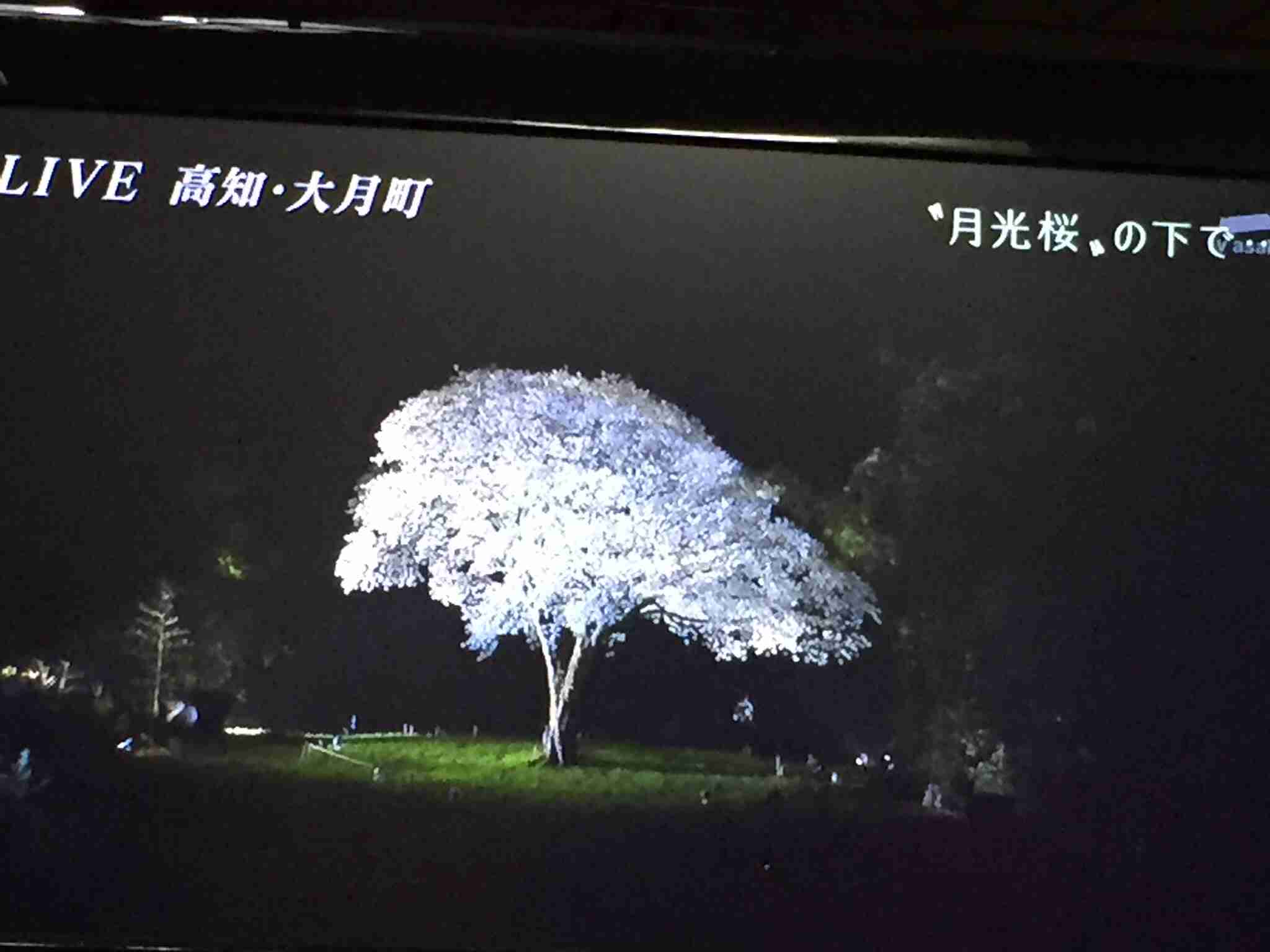 今年撮れた桜の写真「とっておきの一枚」♡