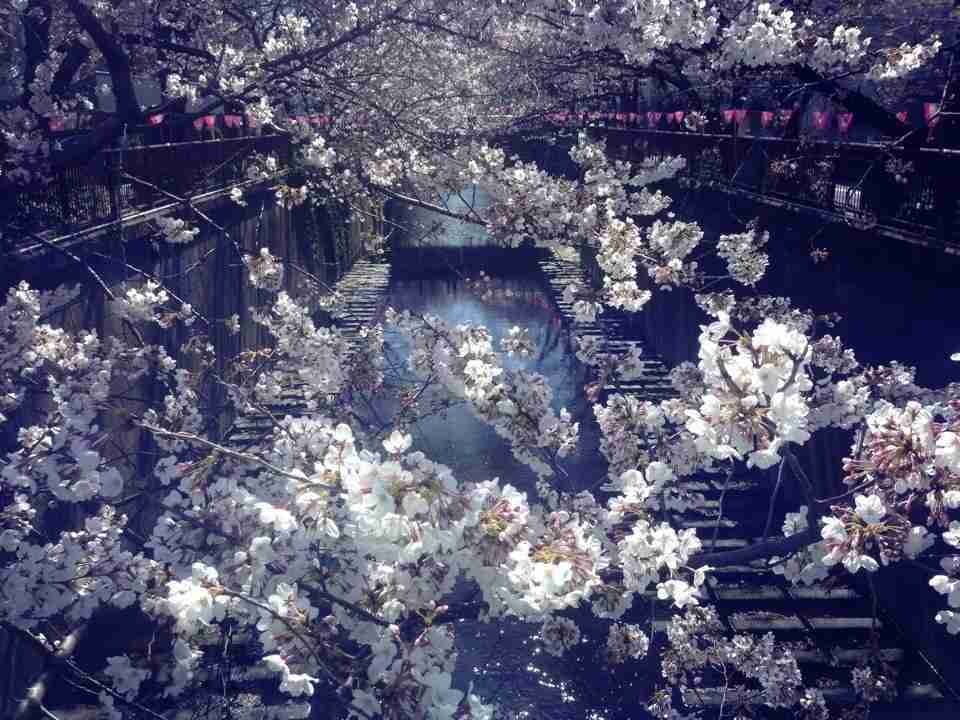 今年撮れた桜の写真「とっておきの一枚」♡