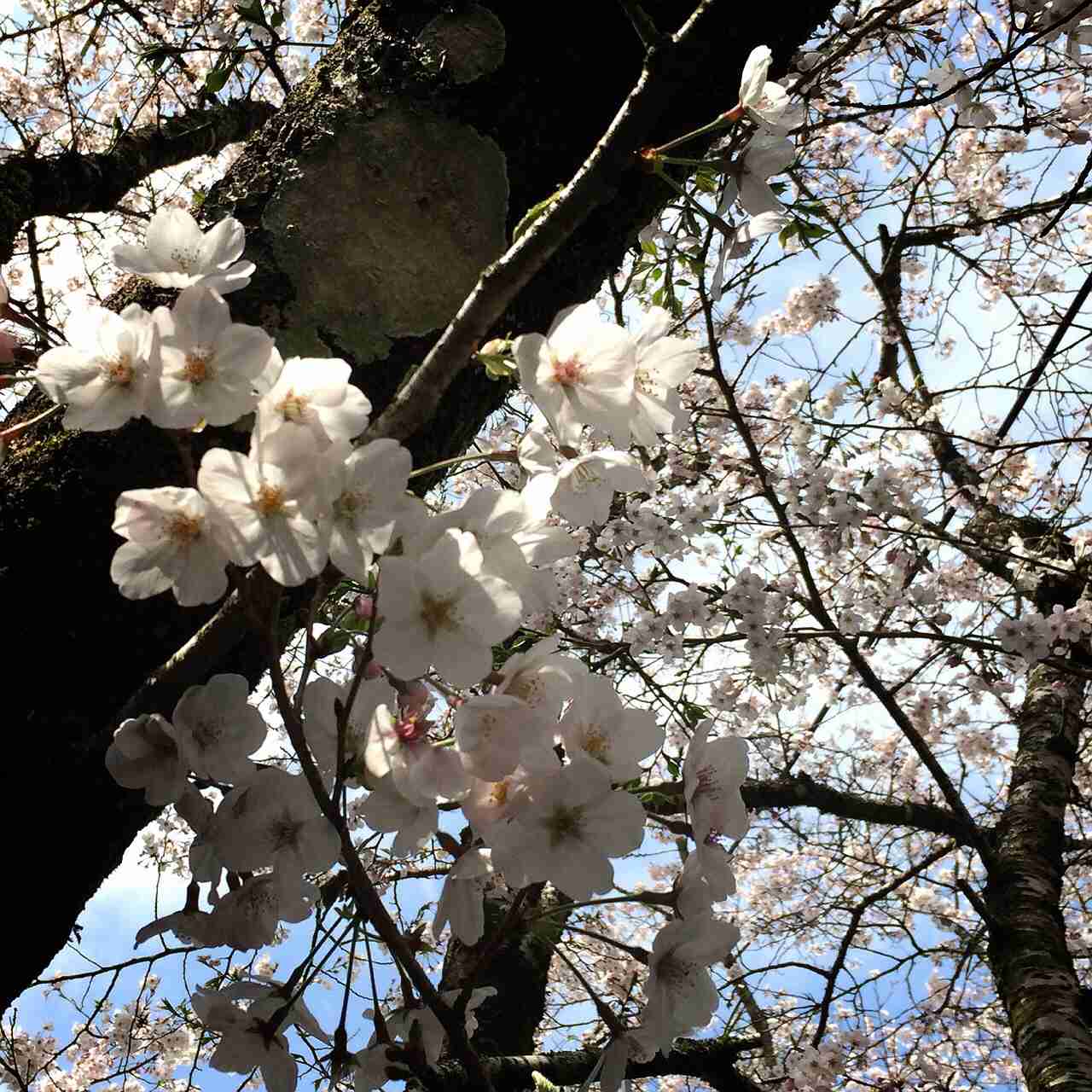今年撮れた桜の写真「とっておきの一枚」♡