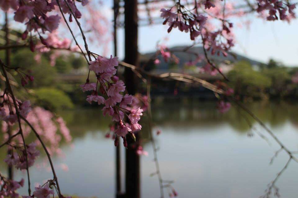 今年撮れた桜の写真「とっておきの一枚」♡