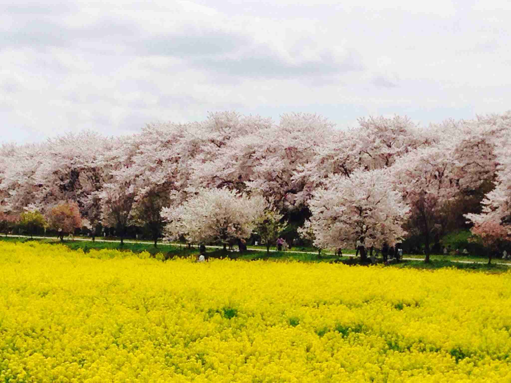 今年撮れた桜の写真「とっておきの一枚」♡