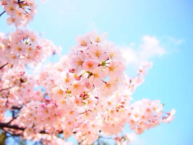 今年撮れた桜の写真「とっておきの一枚」♡