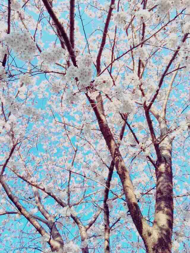 今年撮れた桜の写真「とっておきの一枚」♡