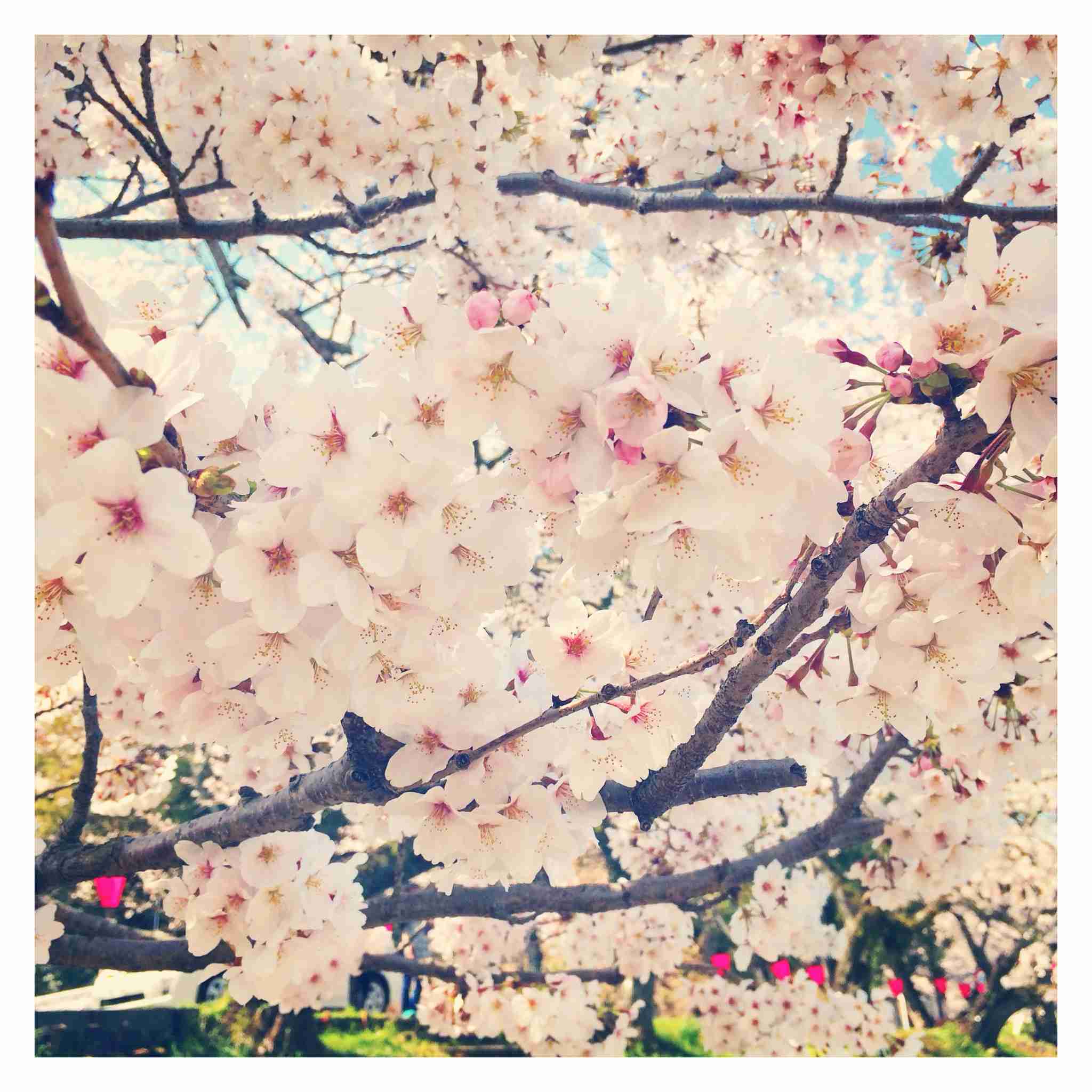 今年撮れた桜の写真「とっておきの一枚」♡