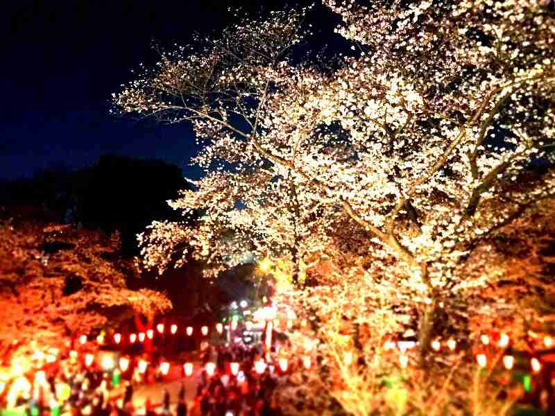 今年撮れた桜の写真「とっておきの一枚」♡