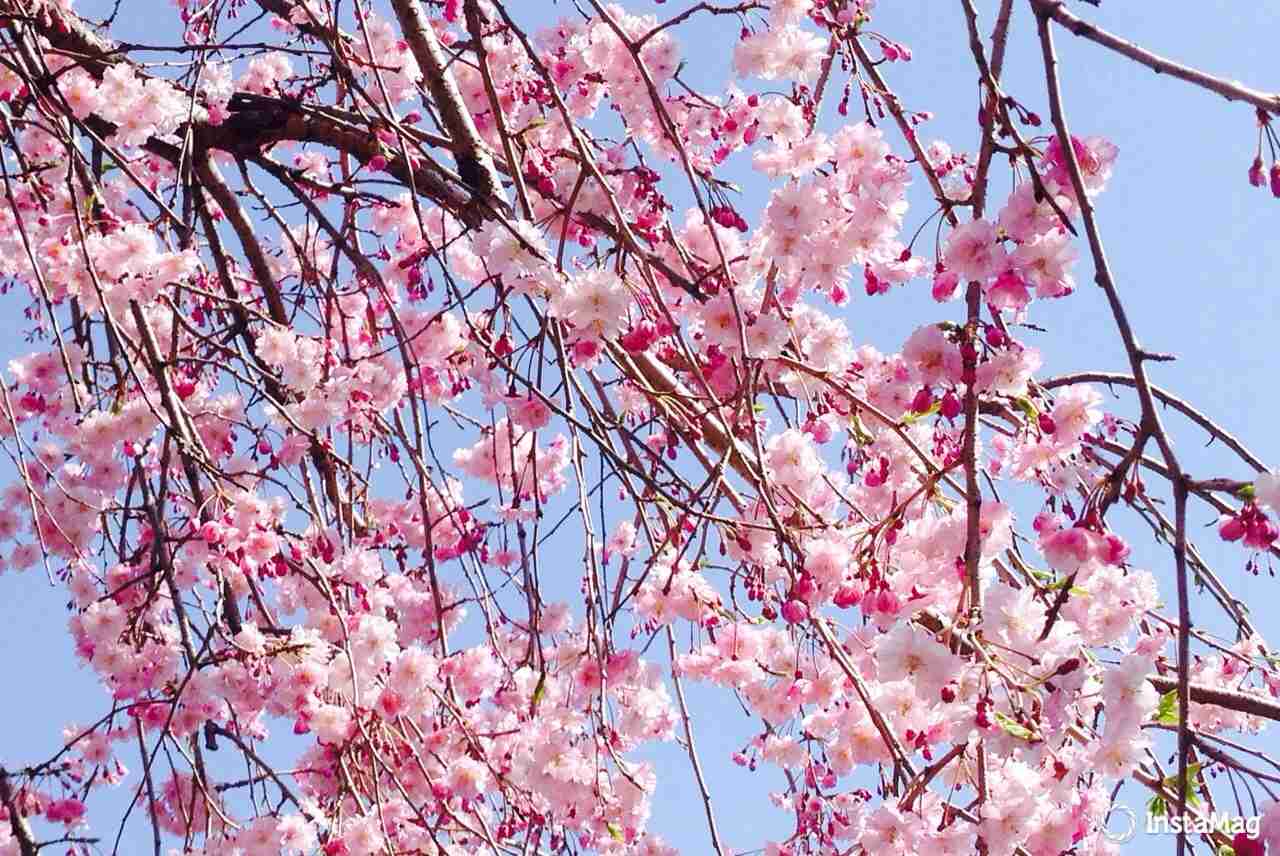 今年撮れた桜の写真「とっておきの一枚」♡