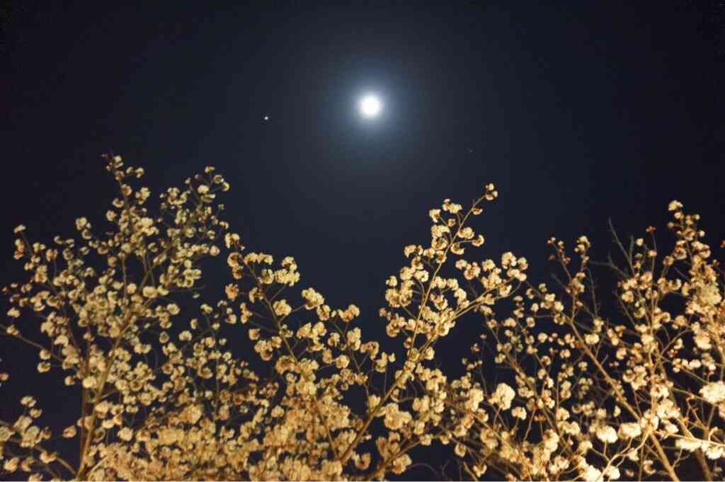 今年撮れた桜の写真「とっておきの一枚」♡